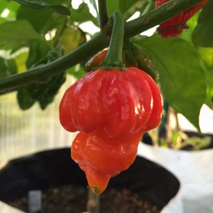 Butch T Scorpion